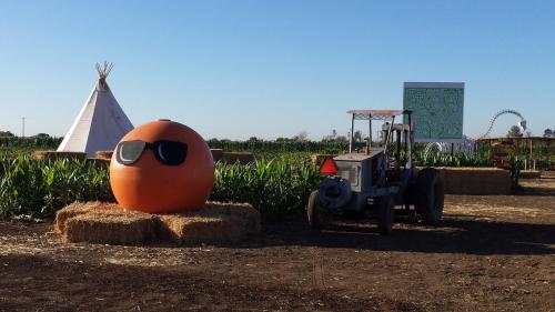 A large orange sculpture wearing sunglasses sits on hay bales next to a tractor in a field.