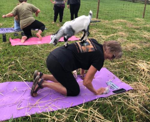 A woman on a yoga mat kneels on the ground while a goat stands playfully on her back. Others are in the background.
