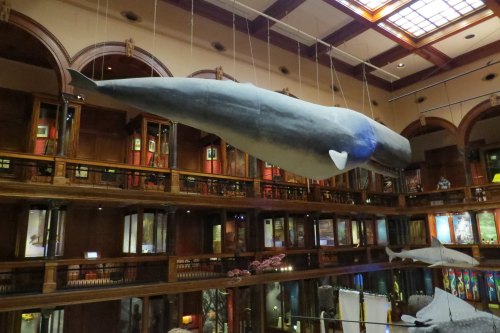 A large whale model suspended from the ceiling in a museum, surrounded by wooden architecture and exhibits below.