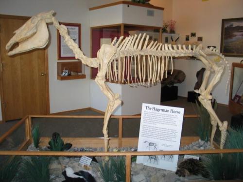 A mounted skeleton of a Hagerman horse displayed in a museum, with an informational sign nearby.