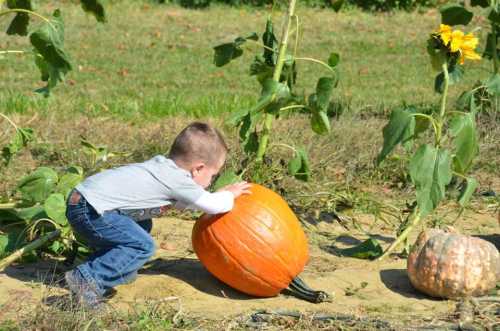 A young child in a gray shirt bends down to lift a large orange pumpkin in a field with sunflowers and greenery.