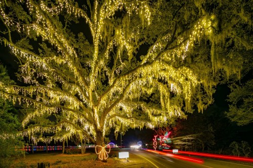 A large tree draped in warm white lights, with colorful decorations and car lights on a dark road.