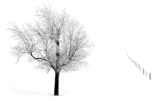 A solitary tree covered in frost stands against a snowy landscape, with a distant fence fading into the white background.