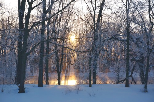 Sunset through frosty trees, reflecting on a serene, snowy landscape.