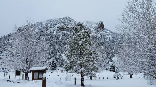Snow-covered trees in a winter landscape with a rocky mountain in the background under a gray sky.