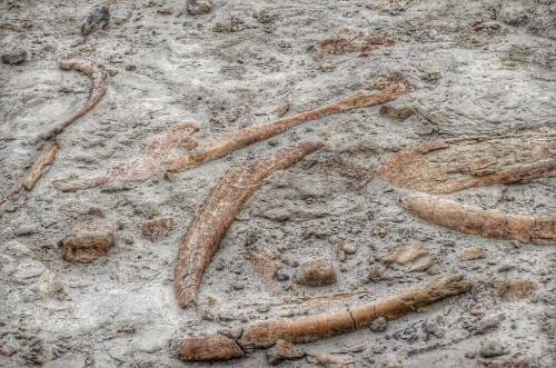 Fossilized bones embedded in rocky sediment, showcasing ancient remains in a natural setting.