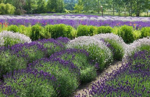 A vibrant field of lavender with purple and white flowers, surrounded by lush green foliage and trees in the background.