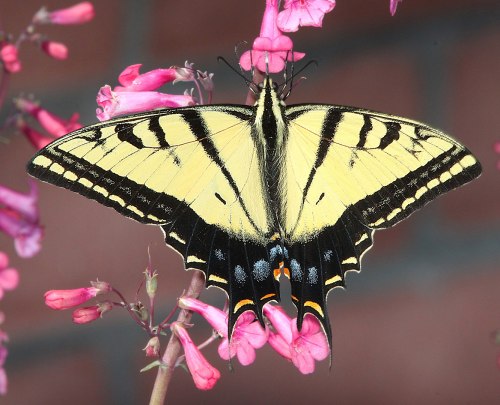 A yellow and black butterfly perched on pink flowers, showcasing its vibrant wings against a blurred background.