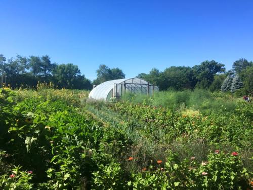 A greenhouse surrounded by lush greenery and colorful flowers under a clear blue sky.
