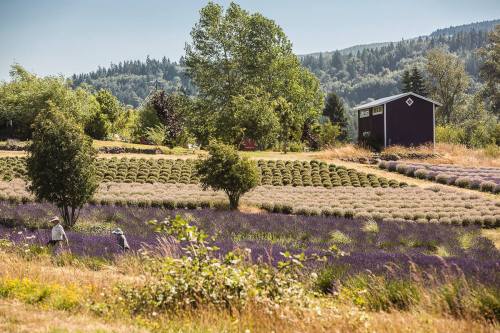 A scenic lavender field with two people walking, surrounded by trees and a distant house against a mountainous backdrop.