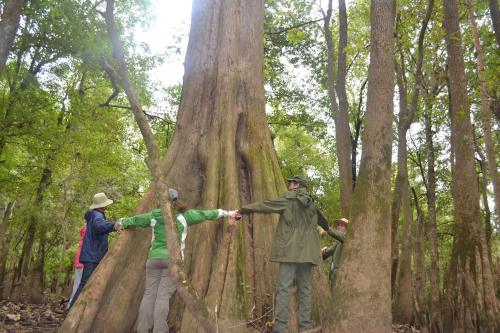 A group of four people hugging a large tree in a lush forest, surrounded by tall trees and greenery.