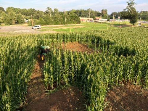 Aerial view of a cornfield with a tractor navigating through a maze-like pattern in the crops.
