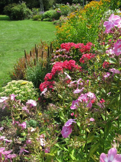 A vibrant garden filled with colorful flowers, including pink phlox and bright green foliage, on a sunny day.