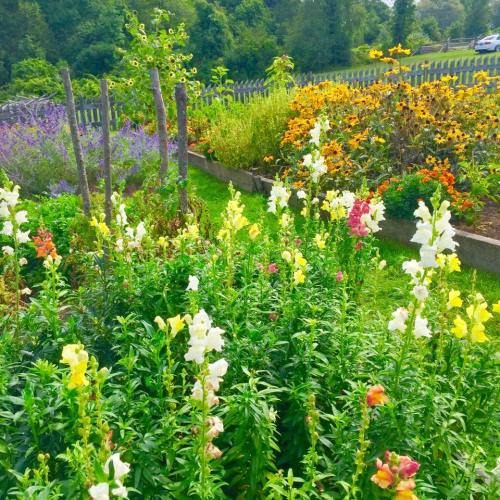 A vibrant garden filled with colorful snapdragons and various flowers, surrounded by lush greenery and a wooden fence.