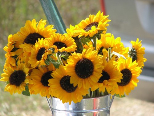 A vibrant bouquet of sunflowers in a silver bucket, showcasing bright yellow petals and dark centers.
