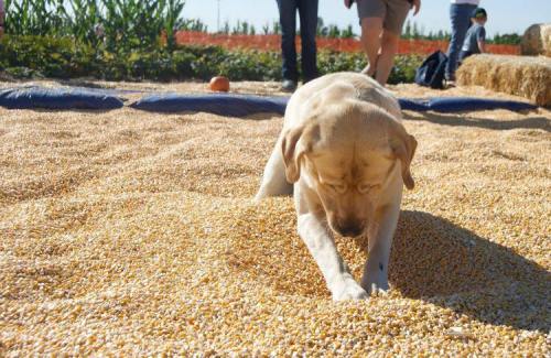 A yellow Labrador retriever playing in a field of corn kernels, with people in the background.