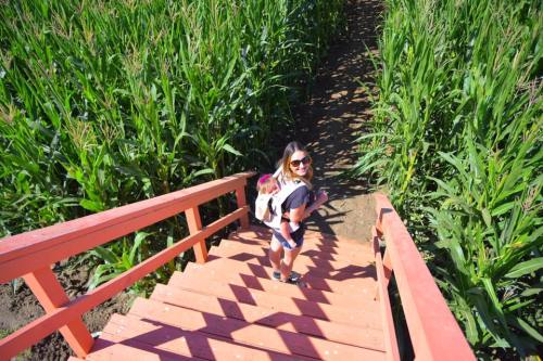 A woman with sunglasses walks down wooden steps surrounded by tall corn plants.