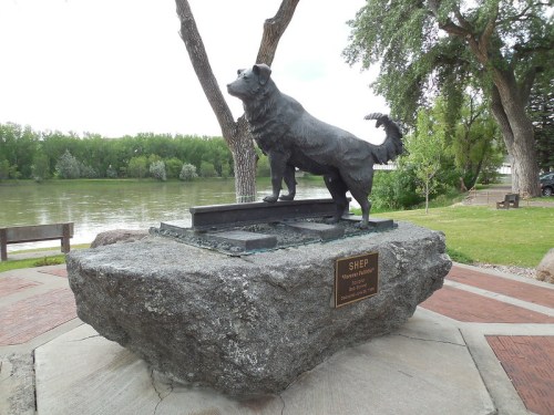 A bronze statue of a dog standing on a rock, overlooking a river, with a plaque that reads "SHEP."