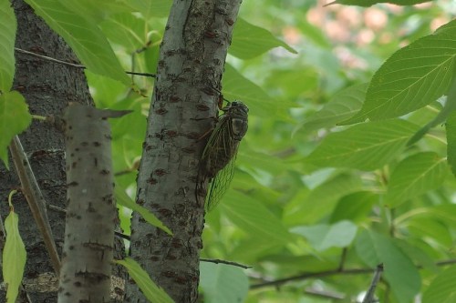 A cicada clings to the bark of a tree, surrounded by vibrant green leaves.