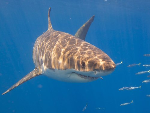 A large shark swims gracefully underwater, surrounded by smaller fish in a clear blue ocean.