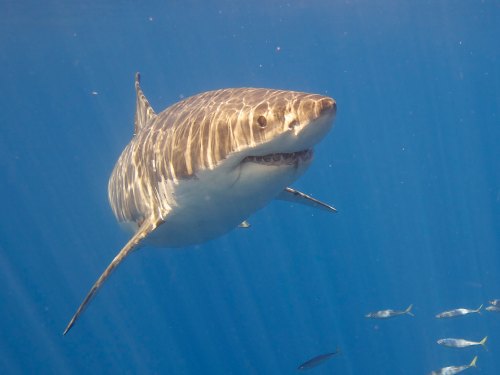 A great white shark swims gracefully underwater, surrounded by smaller fish in a clear blue ocean.