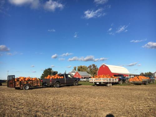 Two trailers loaded with pumpkins parked near a red barn under a blue sky with scattered clouds.