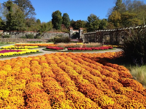 A vibrant garden filled with orange and yellow flowers, surrounded by greenery and a clear blue sky.
