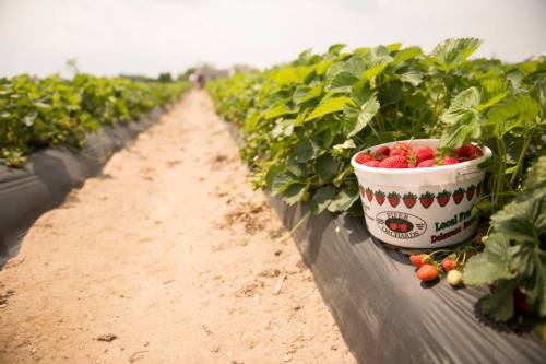 A bucket of freshly picked strawberries sits on a row of strawberry plants in a sunny field.