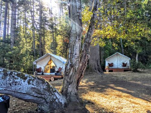 Two glamping tents nestled among trees in a forest, with sunlight filtering through the leaves.