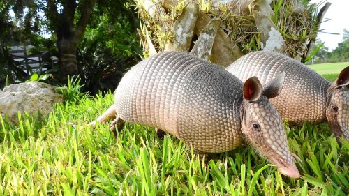 Two armadillos foraging on green grass near a tree, showcasing their distinctive armored shells and pointed snouts.