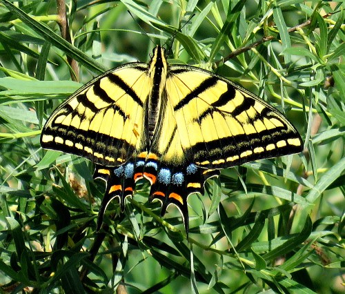 A vibrant yellow butterfly with black stripes rests on green foliage, showcasing its colorful wings.