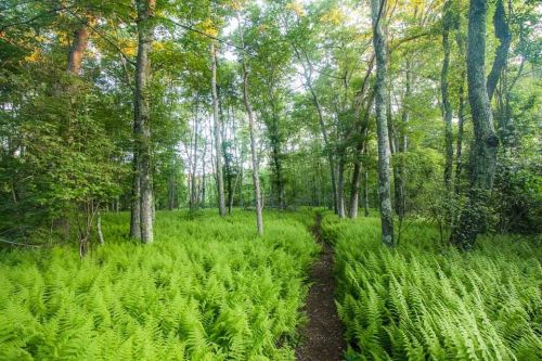 Lush green ferns line a winding path through a serene forest with tall trees and dappled sunlight.