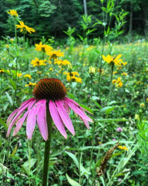 A close-up of a pink coneflower in a field of yellow wildflowers and green foliage.
