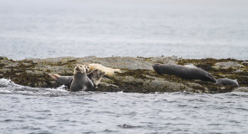 A group of seals resting on a rocky shore, with some in the water and others lounging on the rocks.