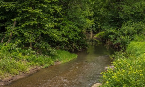A serene stream flows through a lush green forest, surrounded by trees and vibrant foliage.
