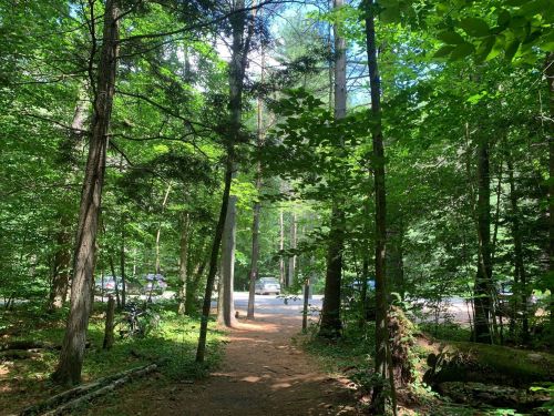A wooded path surrounded by tall trees, leading to a clearing with parked cars in the background.