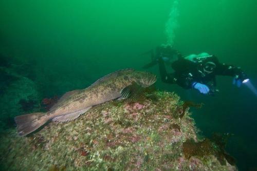 A diver explores an underwater scene with a large fish resting on a rocky surface covered in seaweed.