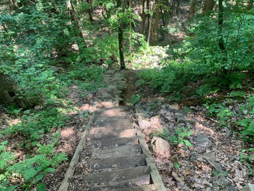 A wooden staircase descends through a lush green forest, surrounded by trees and foliage.