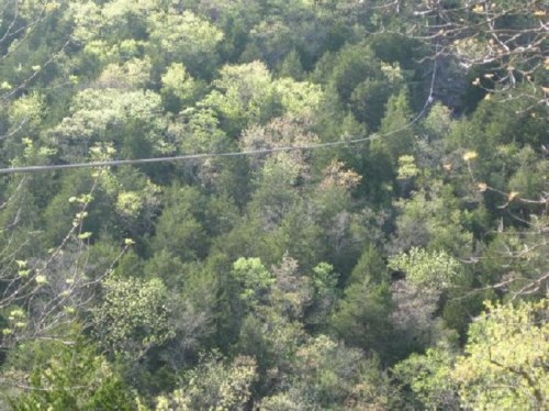 A dense forest with various shades of green foliage, showcasing trees and underbrush in a natural setting.
