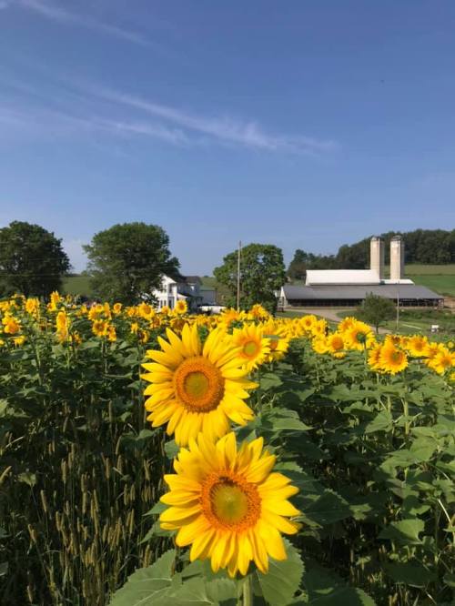 A field of vibrant sunflowers in front of a farm with green hills and a blue sky in the background.