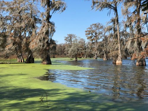 A serene swamp scene with cypress trees draped in Spanish moss, surrounded by green algae and calm water under a clear blue sky.