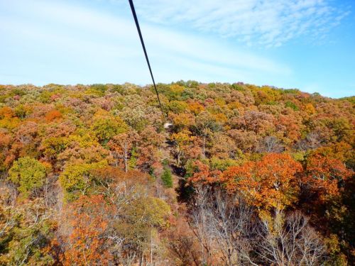 A scenic view of a colorful autumn forest with vibrant orange and yellow leaves, seen from a zip line perspective.