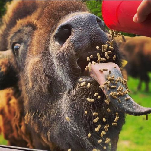 A close-up of a bison eating pellets from a red cup, with food spilling from its mouth.