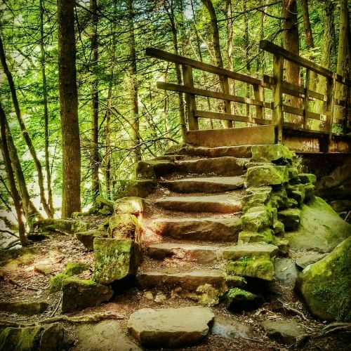 A stone staircase leads up to a wooden bridge in a lush, green forest. Sunlight filters through the trees.