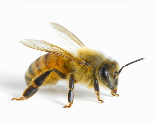 Close-up of a honeybee with detailed wings and body, set against a white background.