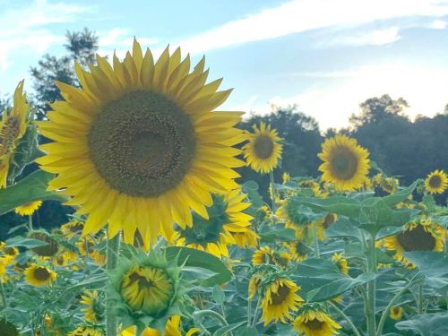 A vibrant field of sunflowers under a blue sky, with one sunflower prominently in focus.