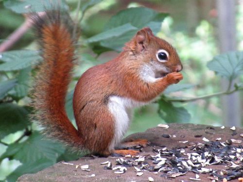 A small red squirrel sits on a rock, eating seeds with a lush green background.