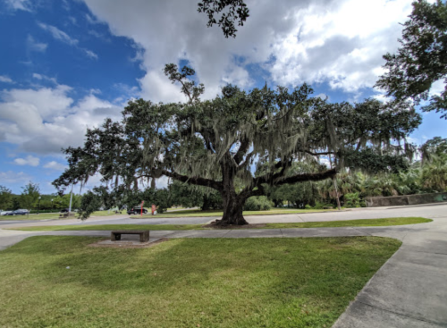 A large tree draped with Spanish moss stands in a park, with a blue sky and clouds in the background.