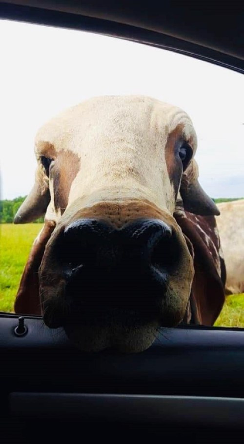 A close-up of a curious cow peering into a car window, with a green field in the background.