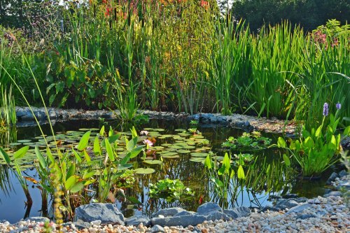 A serene garden pond surrounded by lush greenery and colorful plants, reflecting the sky and nearby foliage.